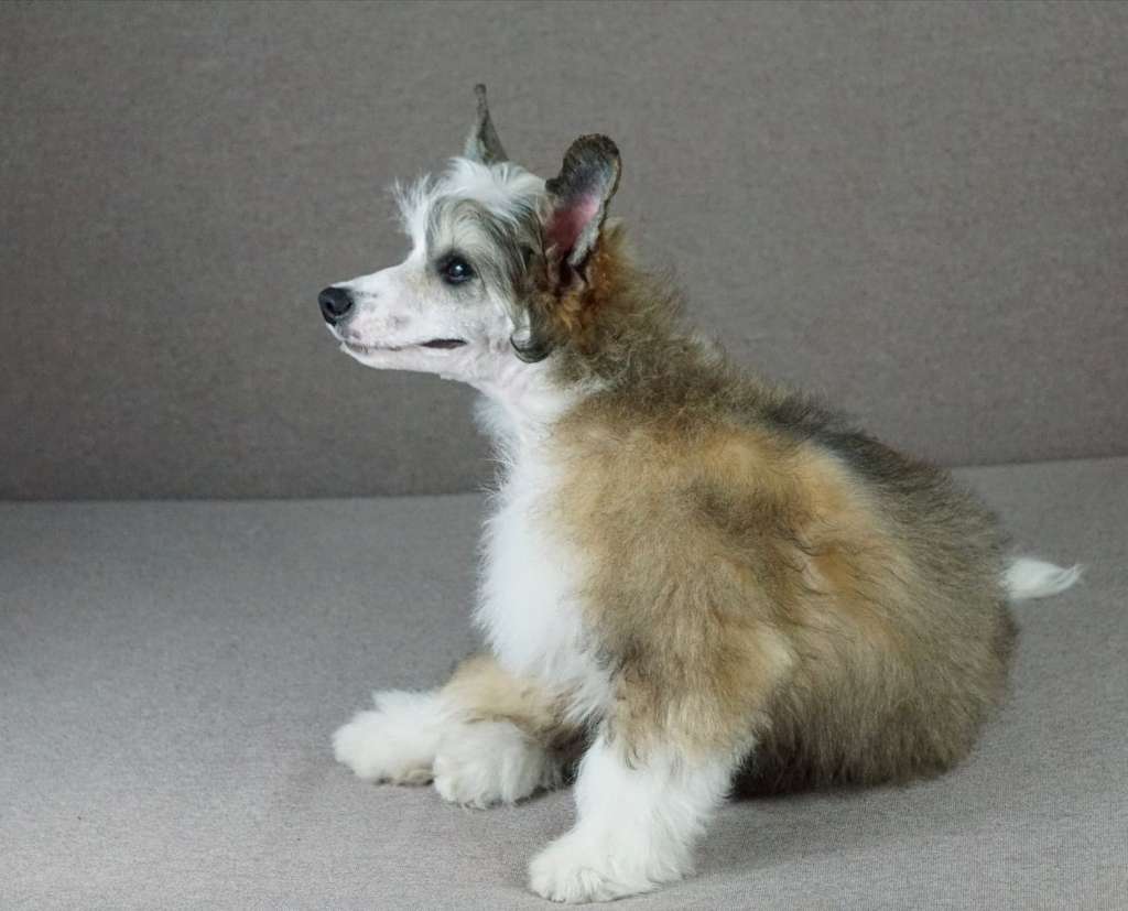 Misha Planet Of Dream