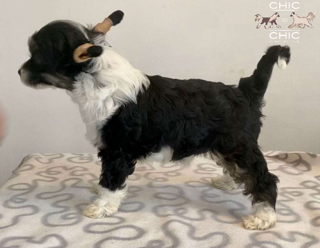 Chic to chic Neverland