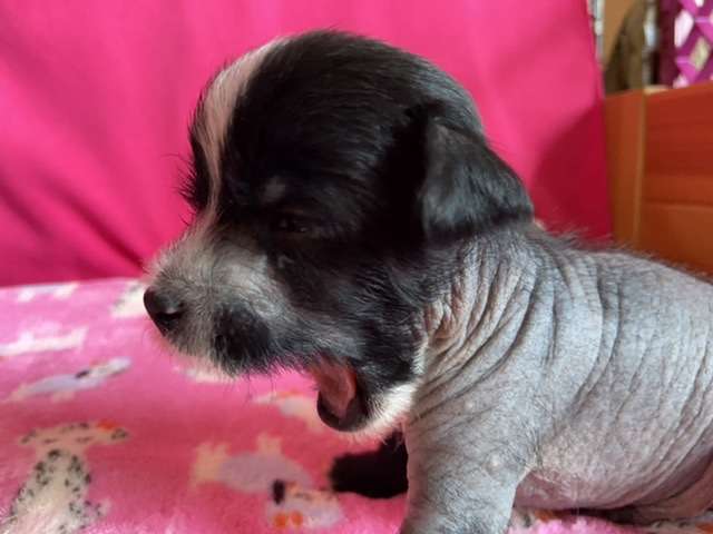 Soul Man Of Pastime Paradise