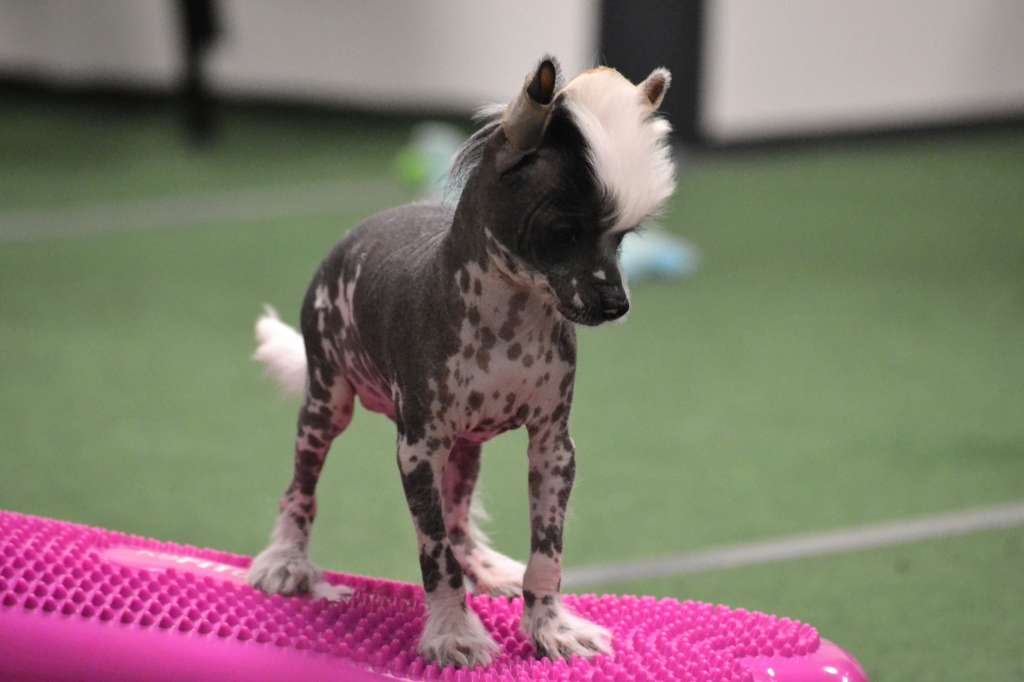 Phenix Heron De-Ra Of Pastime Paradise