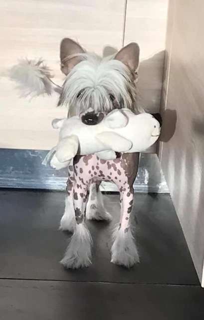 Penny Lane Of Pastime Paradise