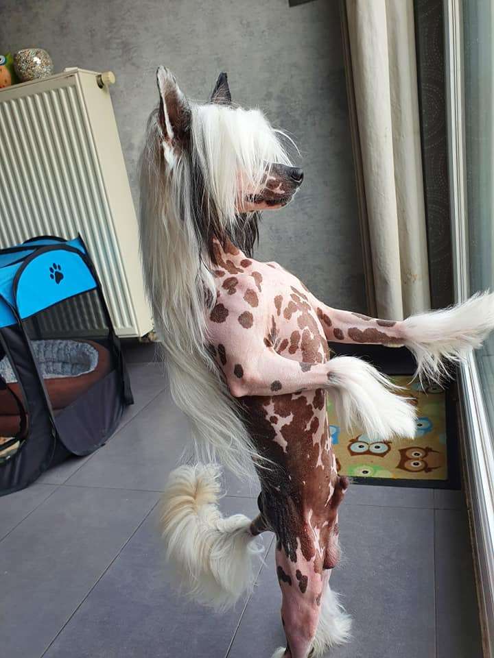 Twinkie of the loving dols