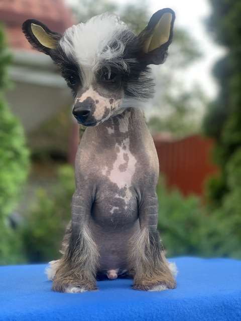 AkDeniz Lucky Strike