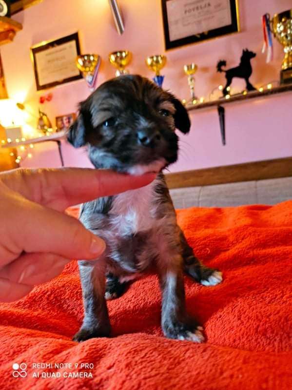 Cc Top Exclusive " Ellie Freya "