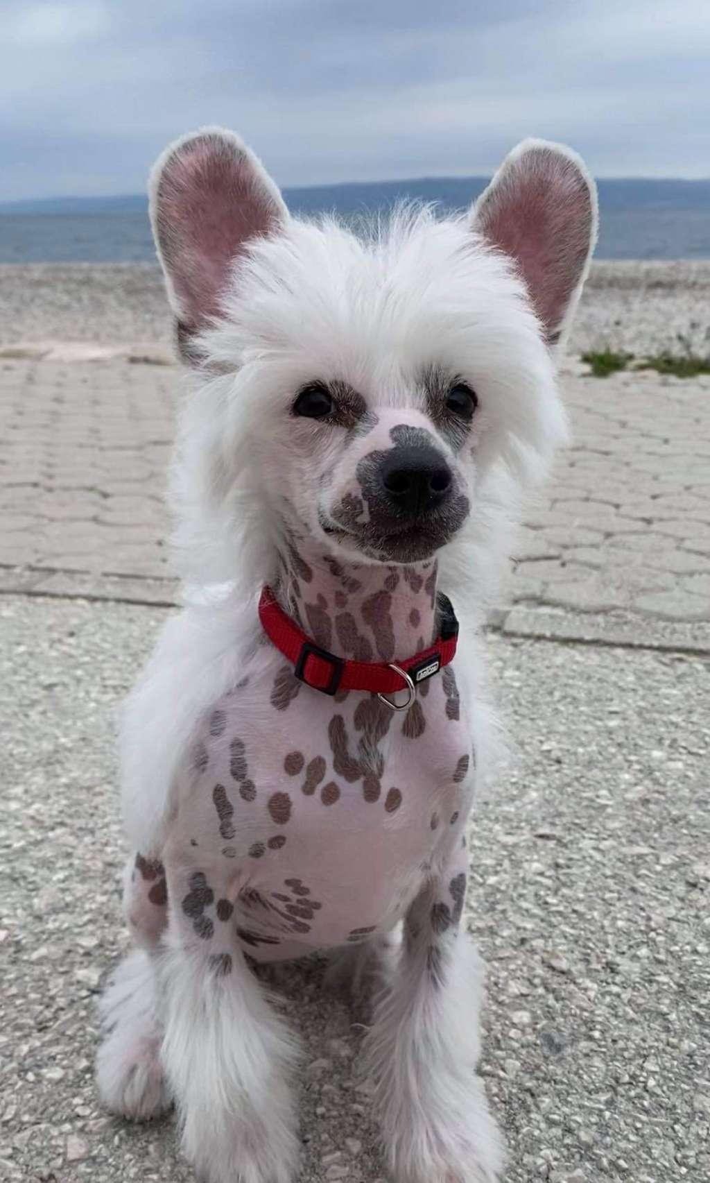 Cc Top Exclusive " Engie "