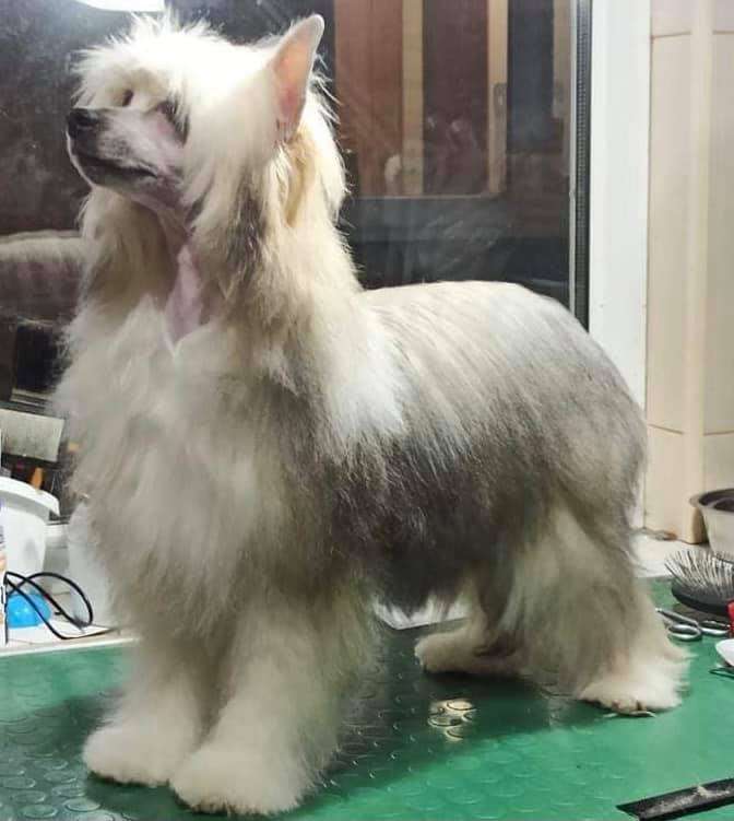 Zheneva Debjut Rosinka