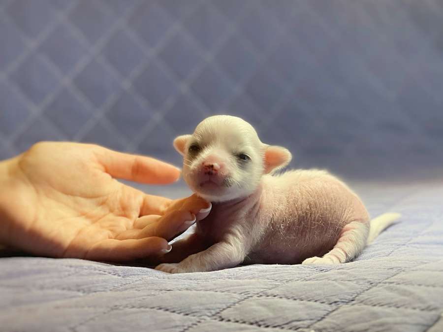 Quentin Grace Forever