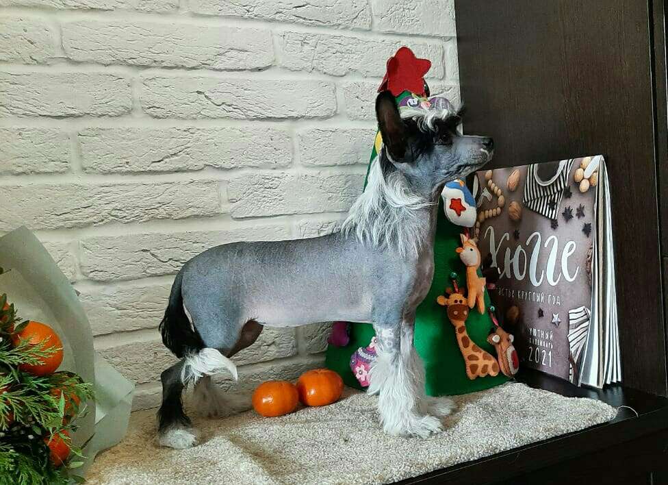 Sharol Shi Galaxy Orca