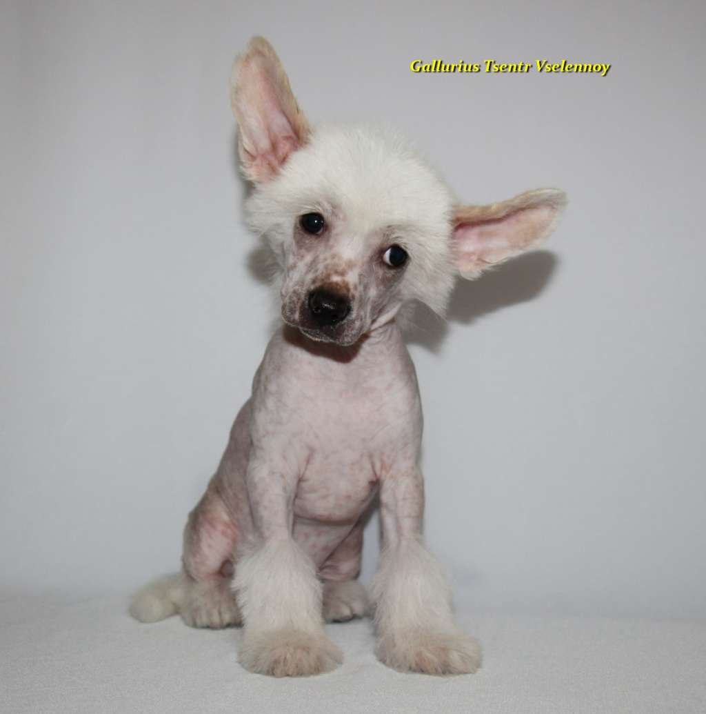 Gallurius Tsentr Vselennoy