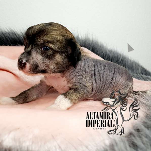 Altamira Imperial Fiera