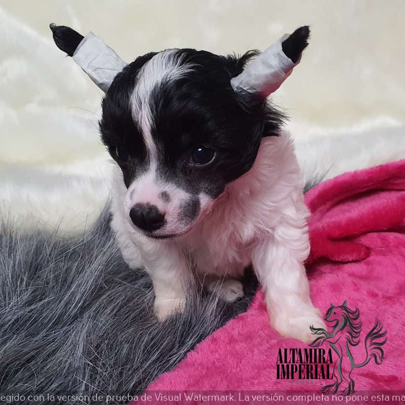 Altamira Imperial Freya