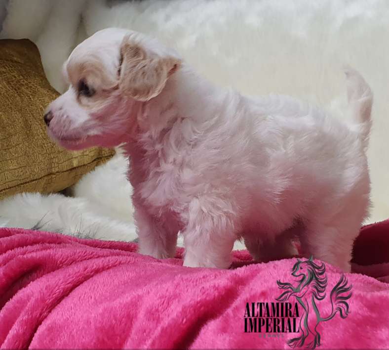 Altamira Imperial Felix