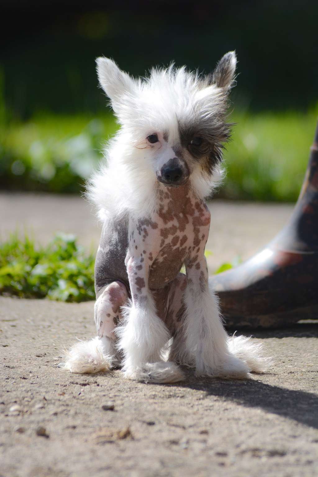 Absolut Harmony Belosnezhka