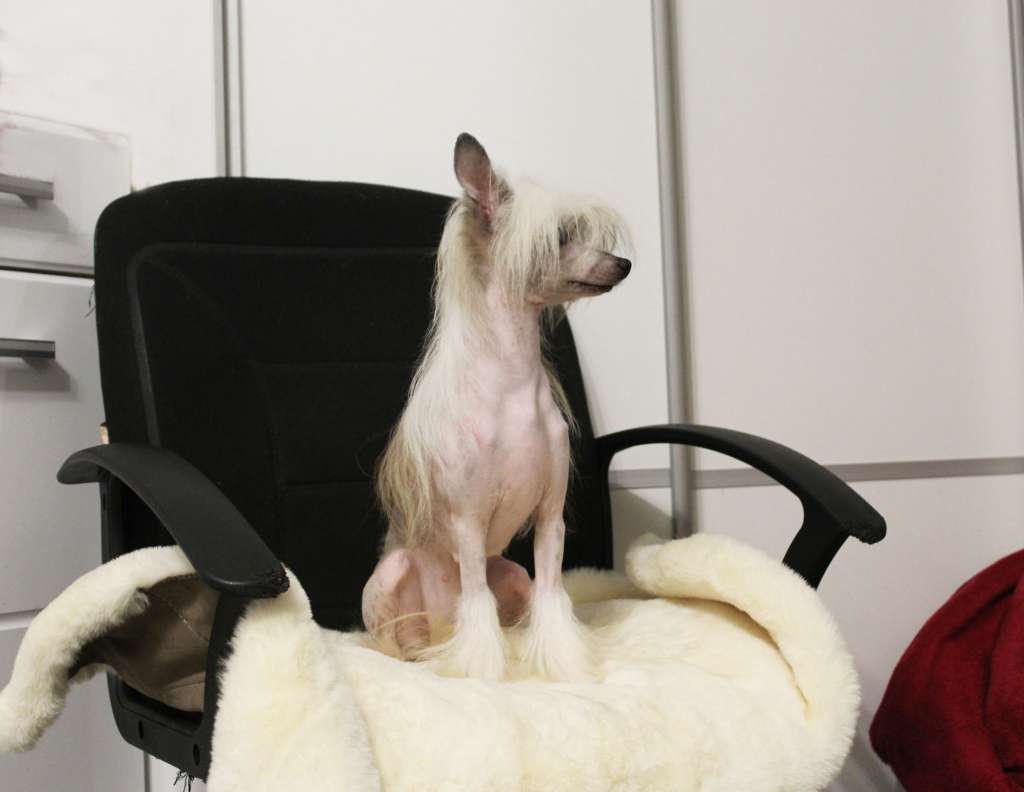 Pride of Boss  Vanessa Valkoinen Helmi