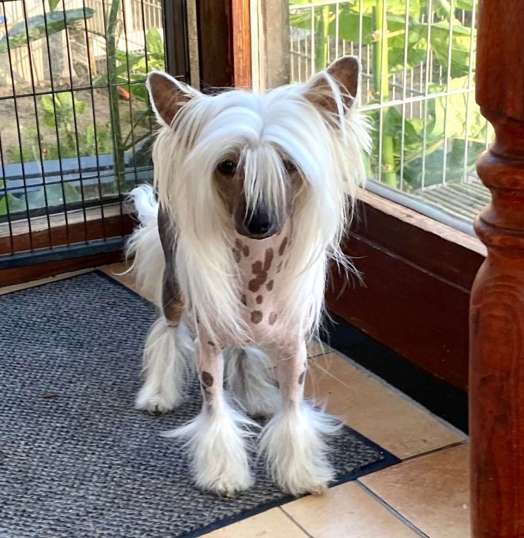 Flying Colors Faithfully