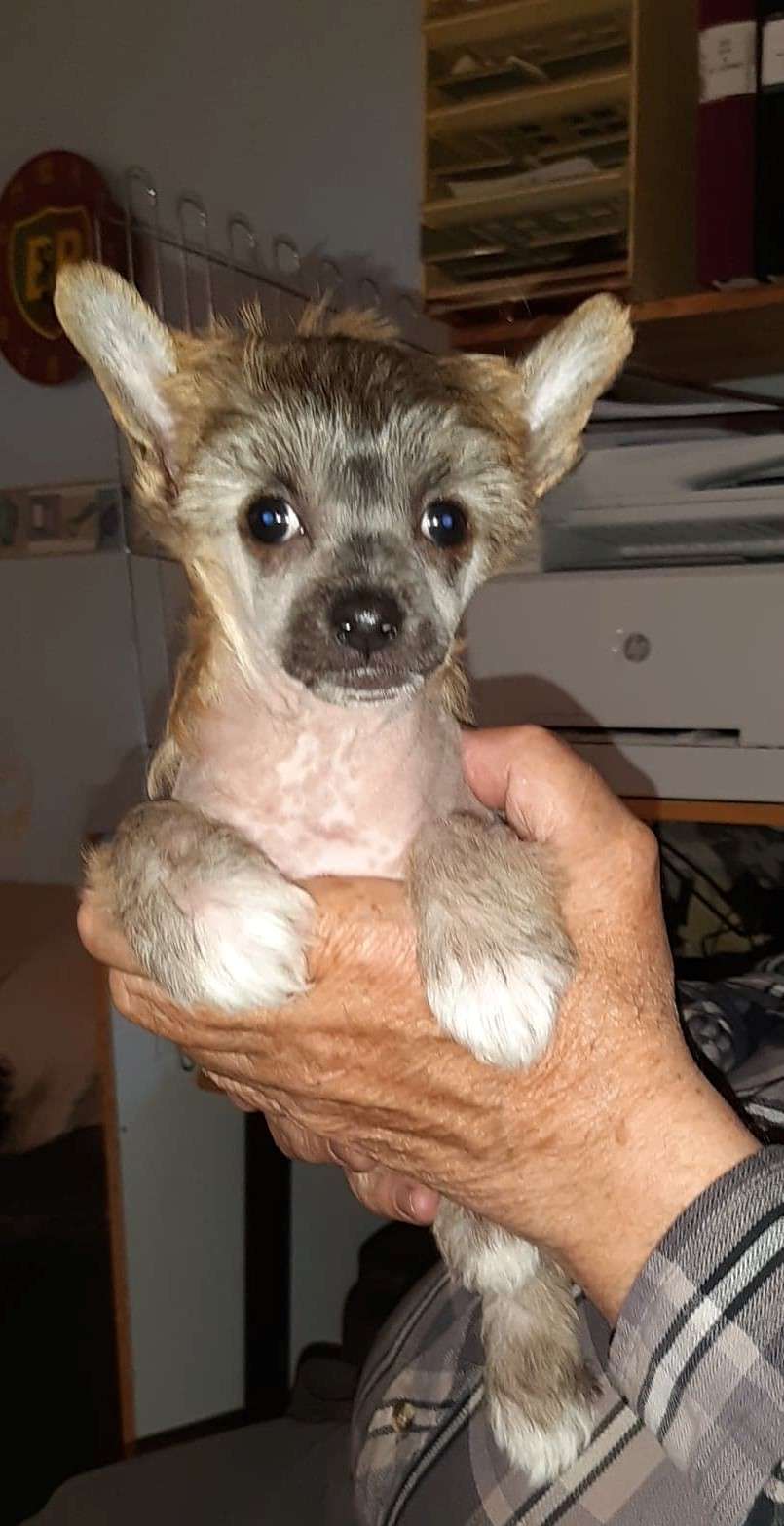 Beachcrest Girl On The Run