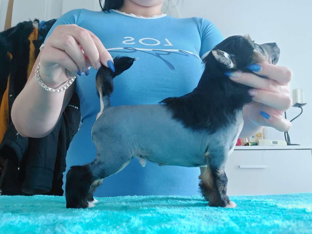 Enzo Ferrari Gerardesky