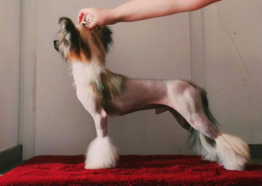 Everlasting Sunshine Gerardesky