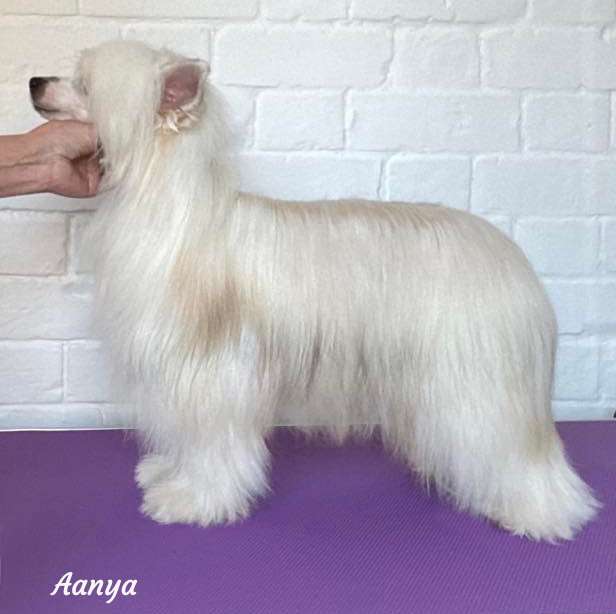 VanHasta Aanya Moonstone