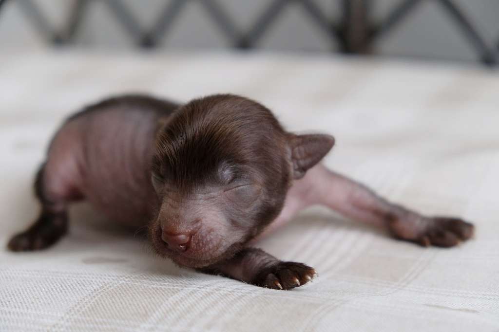 Mario Iston El Tiola