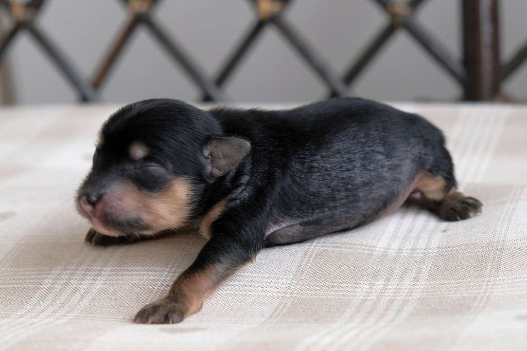 Migus Idmon El Tiola