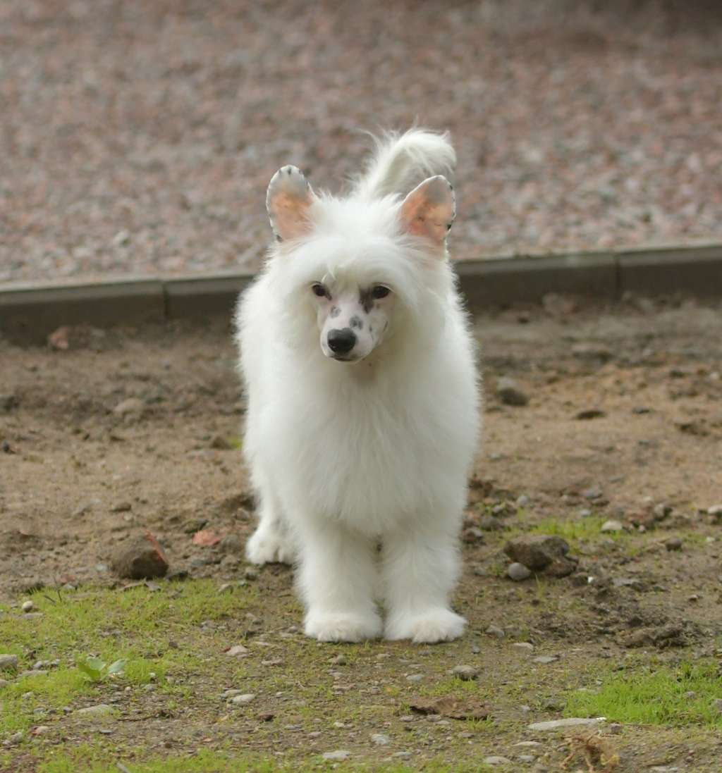 HitLine Ltd Zephyr's Star