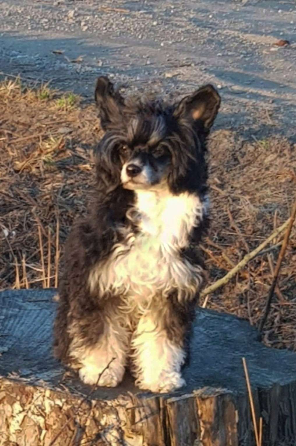 Marachinos Xantippa Express