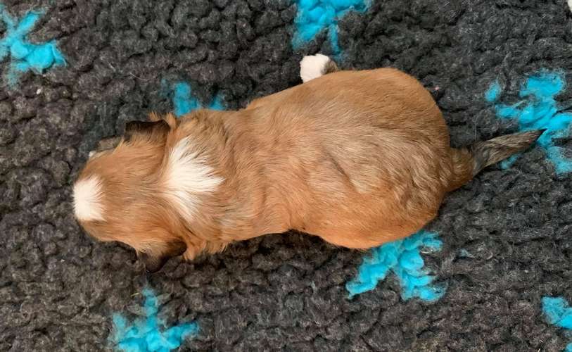 Proud Pony Youngblood