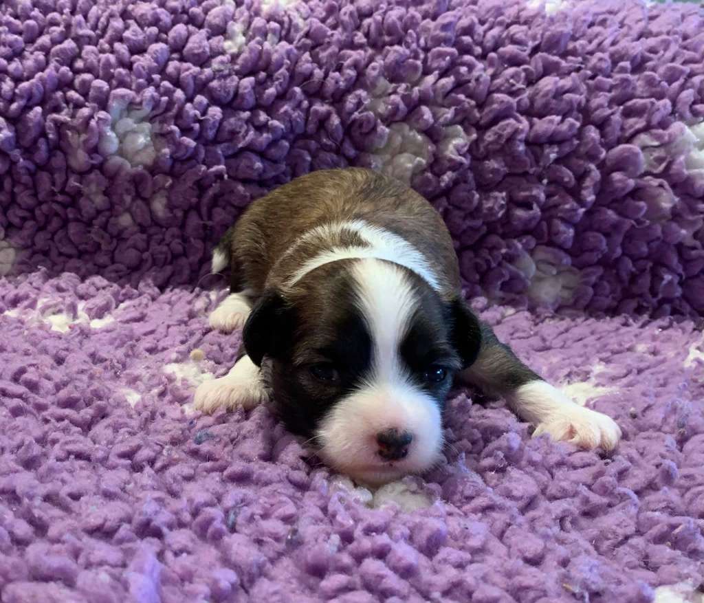 Proud Pony Zodiac Affinity