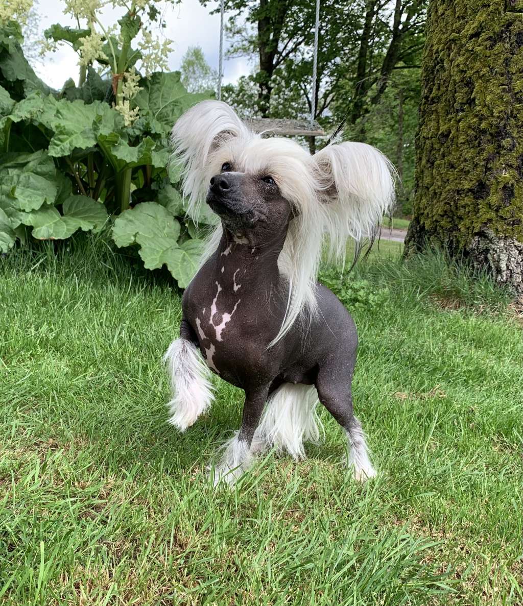 Proud Pony All I Ever Wanted