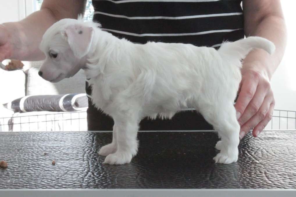 Allegranden No Doubt