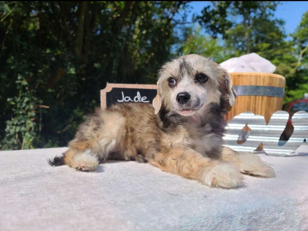 Long Haul's Bark Loud & Guard Proud