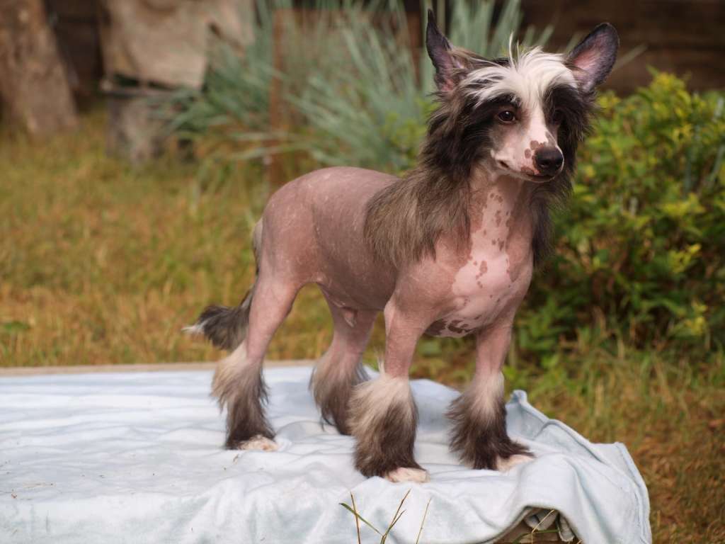 Anna Sky Kennel Here I am