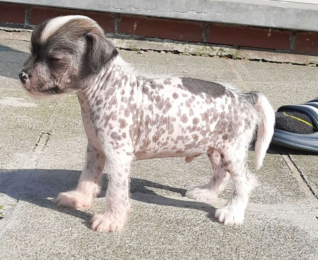 Zero Tolerance Undercover Agent