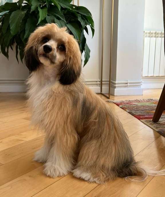 Volcancrest Satoru Gojo