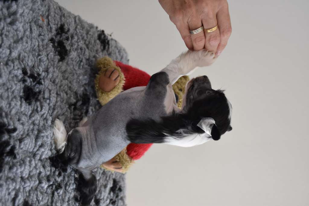 Unity of the loving dols