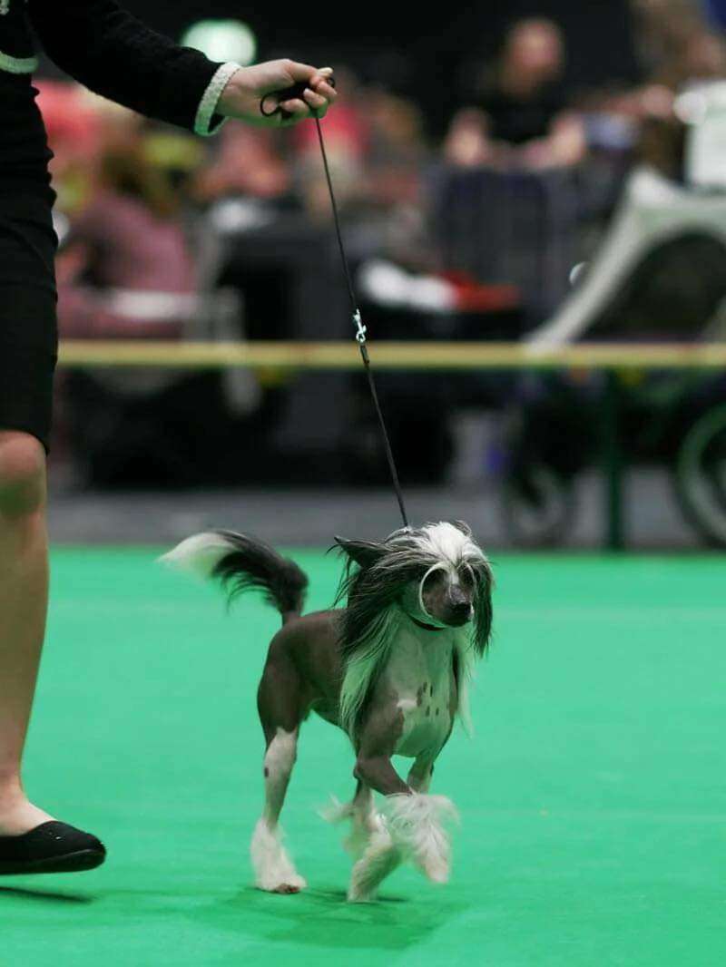 Ullysee Babs of the loving dols