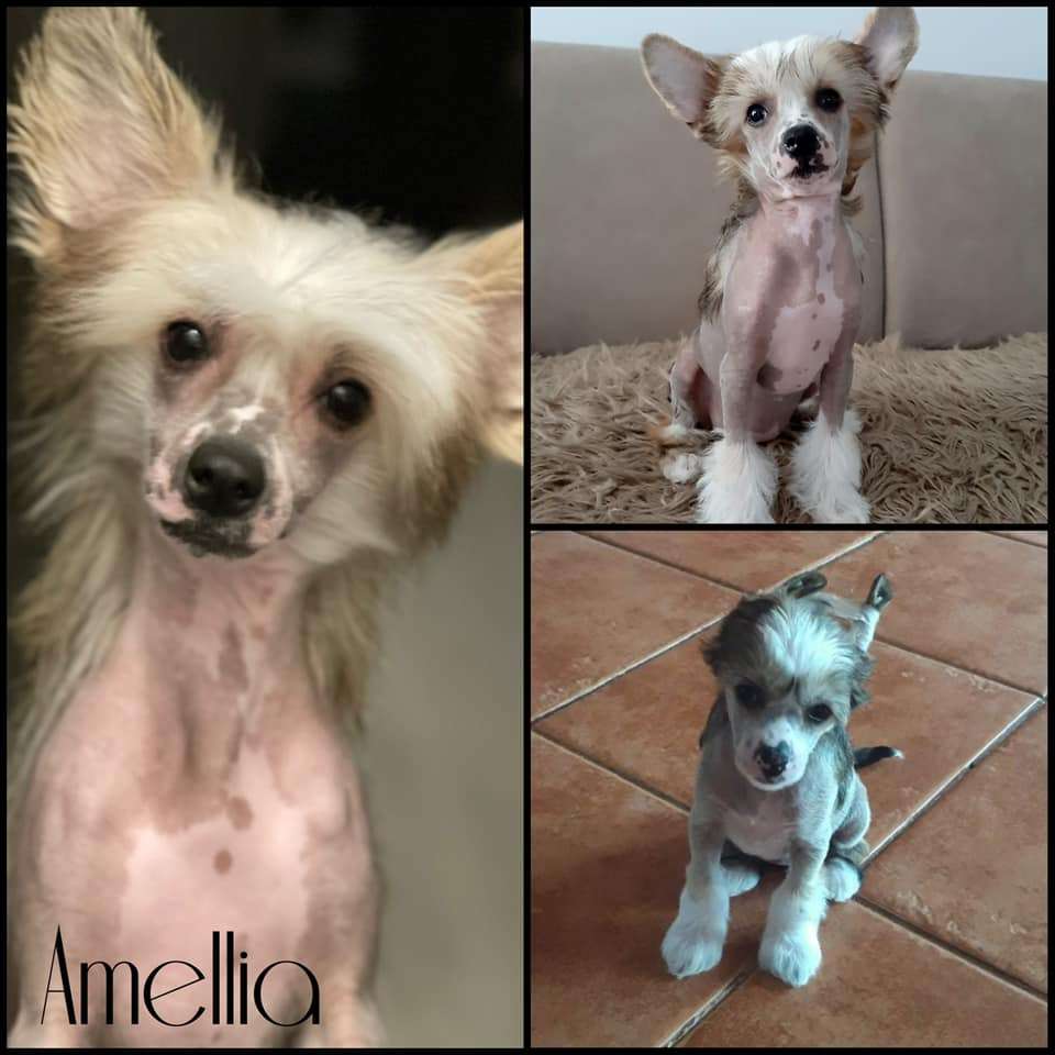 Amellia-Chloe  Rodyry