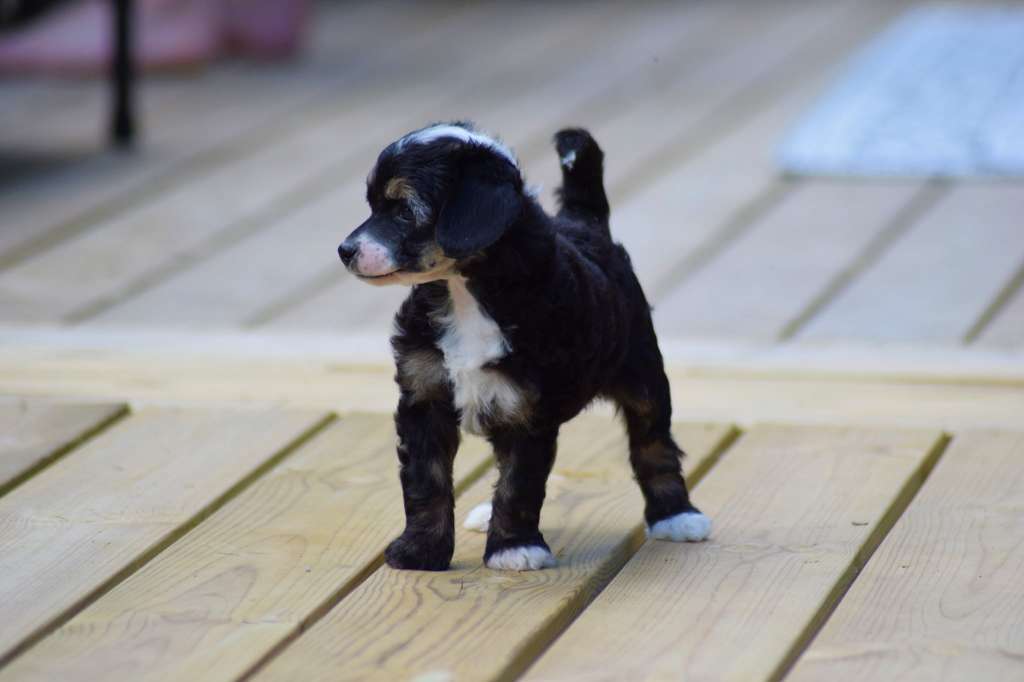 Kalimera's Money Honey