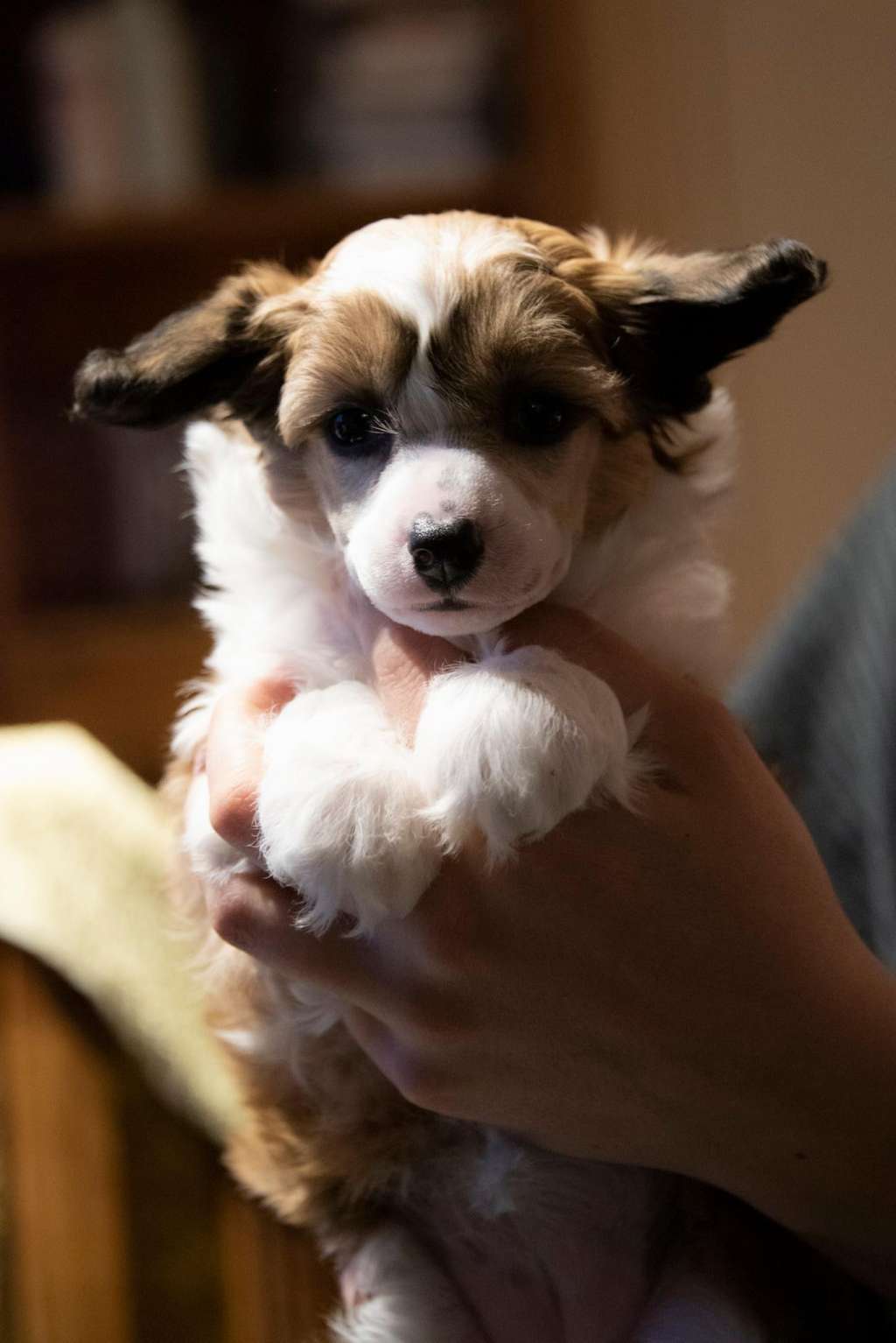 Ensidias Queen Supreme