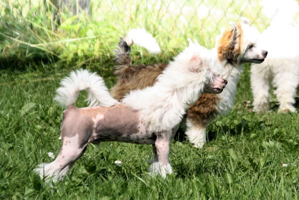 Be My Dog's Biff Bang Pow