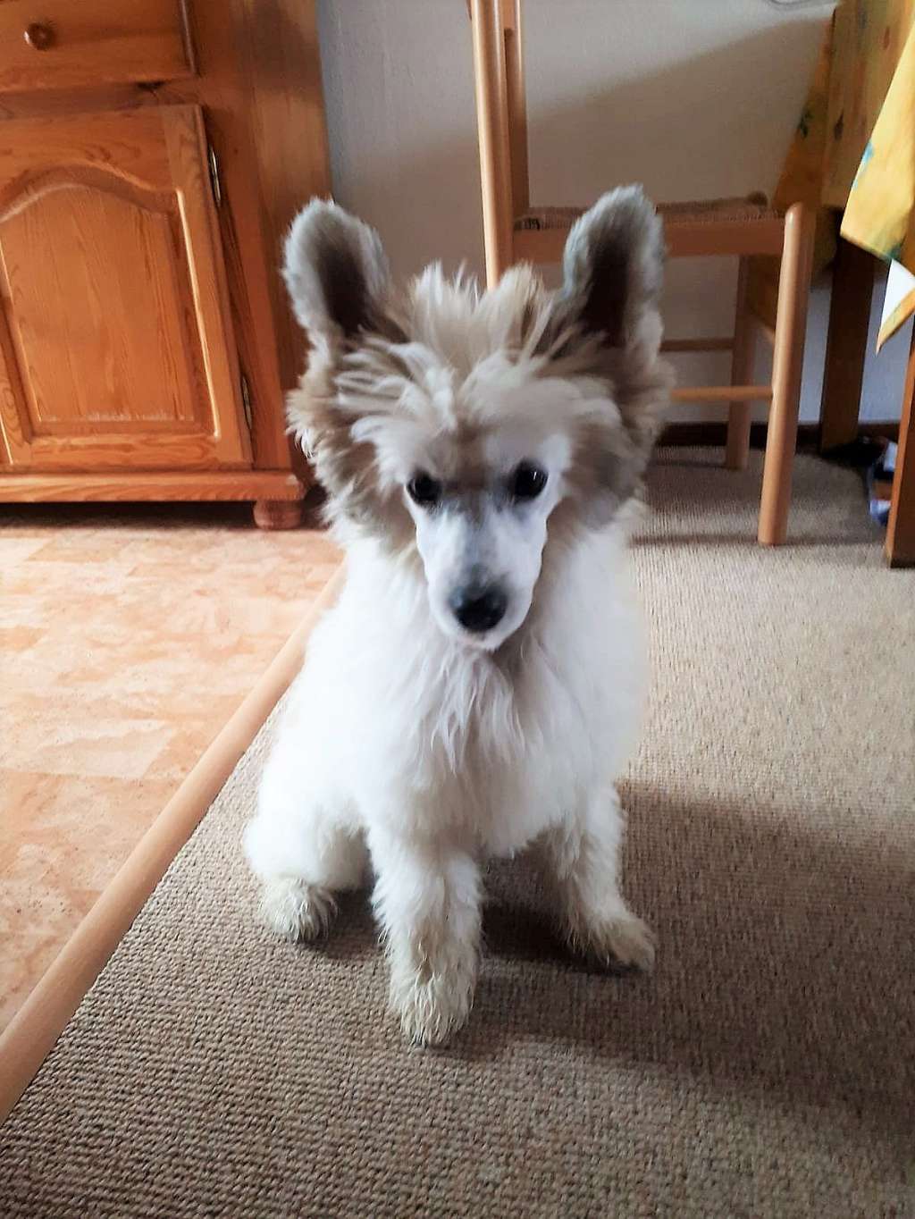 Be My Dog's Billyjoe Diamond