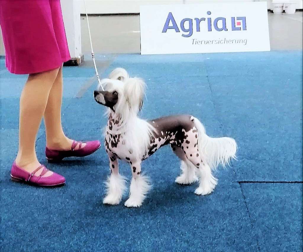 Be My Dog's Betsy B Skippin