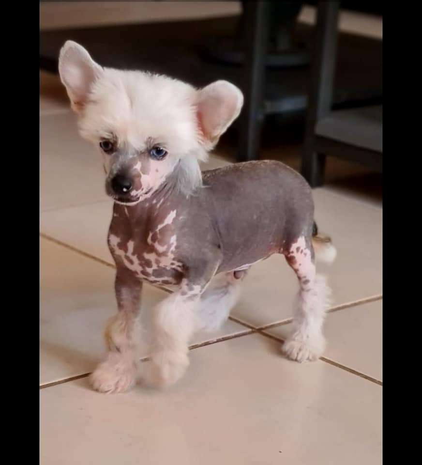 Tender Whisper of Angel's Legacy