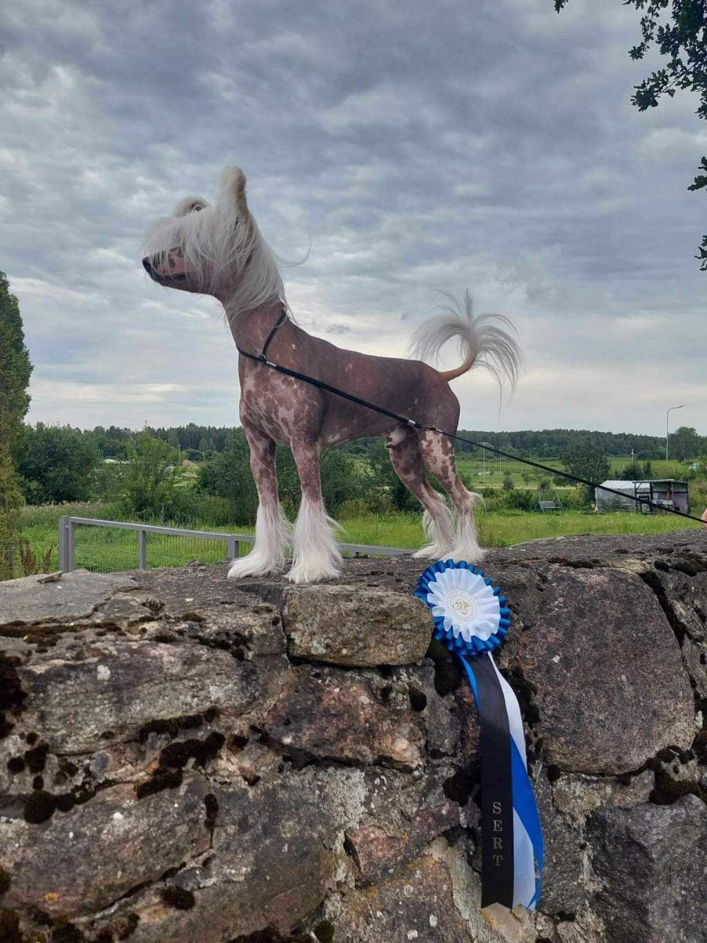 PowerBlackGirls Alex