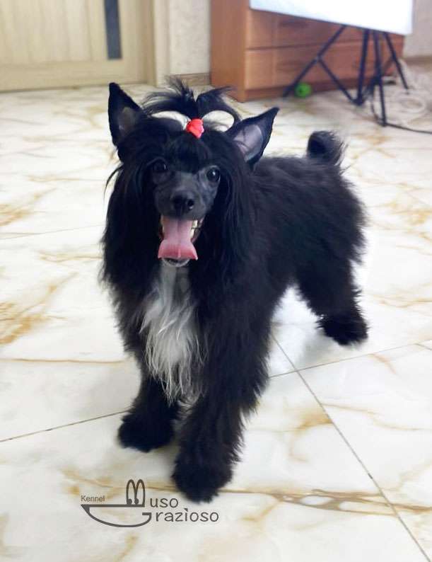 Muso Grazioso Jannet