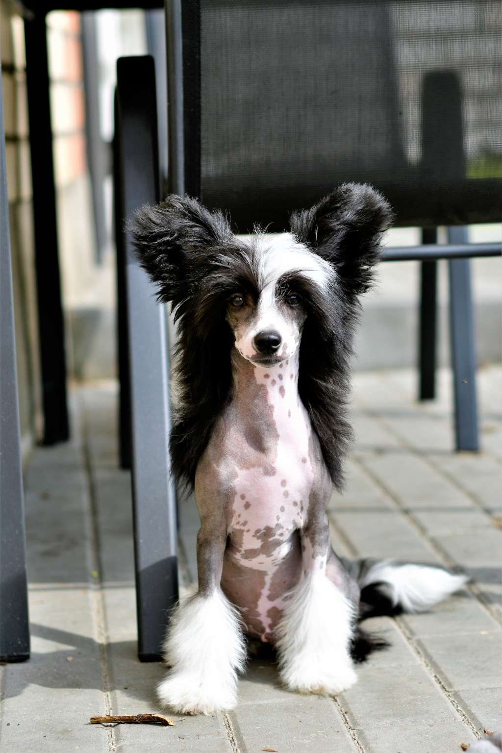 Nobilis Minodora Winning Smile