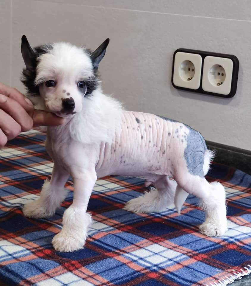 Xylophone boy de Almamasan