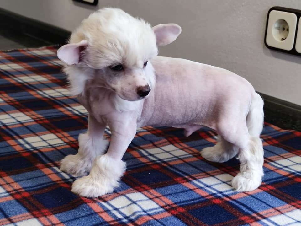 Yak guard de Almamasan