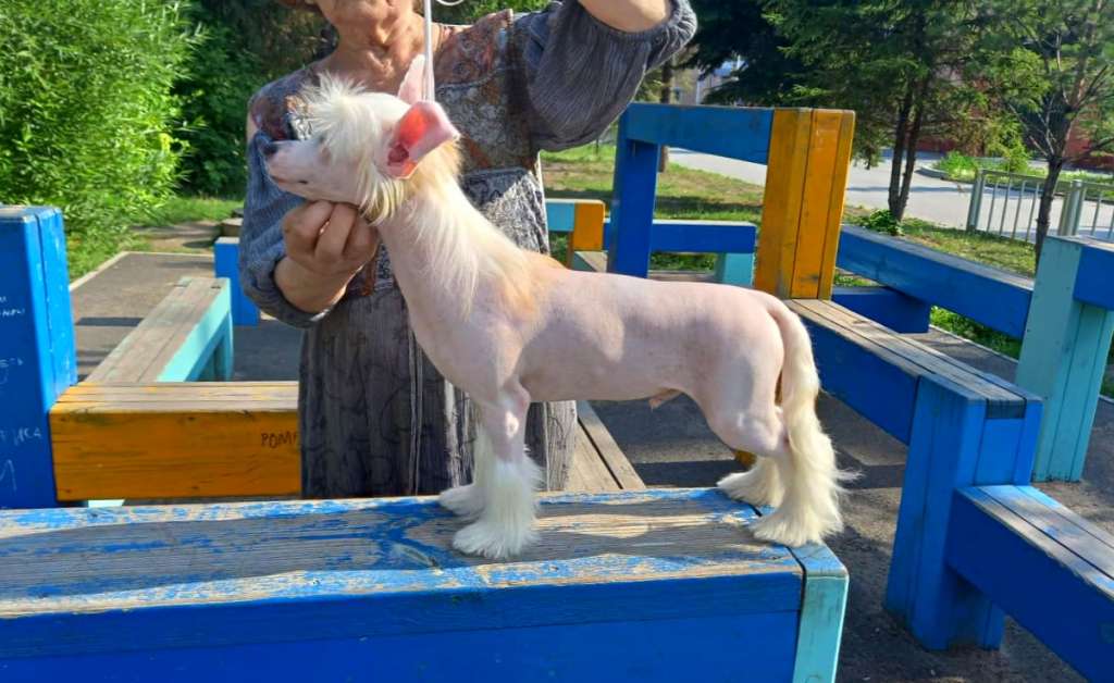 Million Dollars. Iz Vishnyovogo Sada